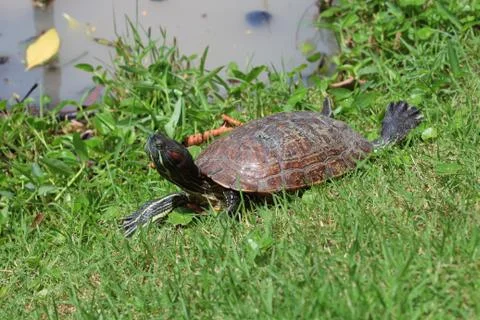 Asian box turtle. Stock Photos