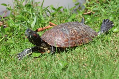 Asian box turtle. Stock Photos