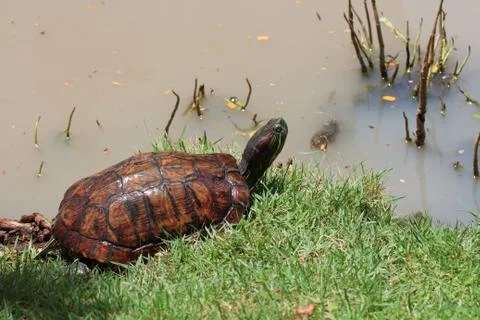 Asian box turtle. Stock Photos