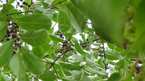 A Asian boy plucking Java plums fruits Stock Footage 310610720