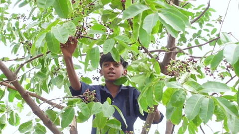 Asian boy plucking Java plums fruits from the tree Vídeos de archivo 310610757