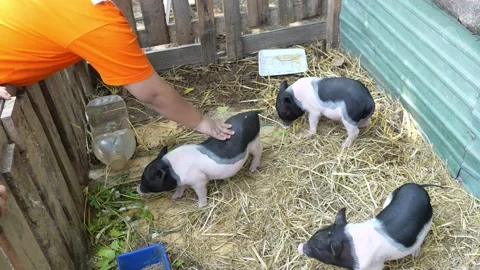 Asian boy touching and stroking the piglet's body at farm Stock Footage 149654858