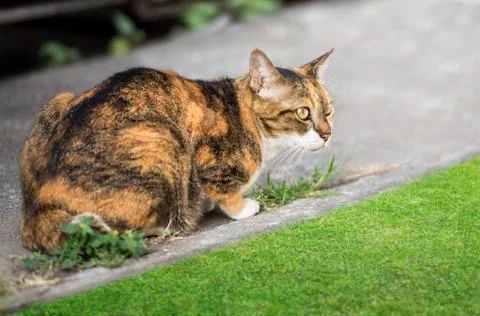 Asian brown cat Stock Photos
