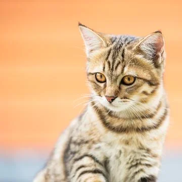 Asian brown cat Stock Photos