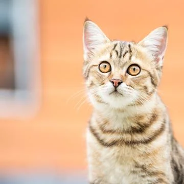 Asian brown cat Stock Photos