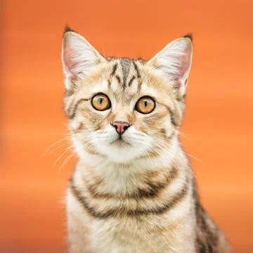 Asian brown cat Stock Photos