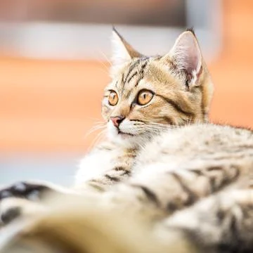 Asian brown cat Stock Photos