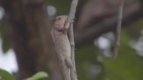 Asian Brown Chameleon Stock Footage 159297943