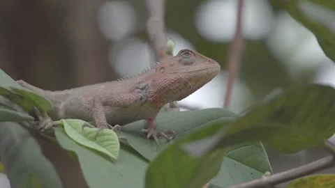 Asian Brown Chameleon Stock Footage 159298031