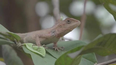 Asian Brown Chameleon Stock Footage 159298056