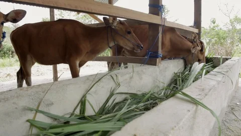 Asian Brown Cows Eating In A Cowshed. Stock Footage 89879596
