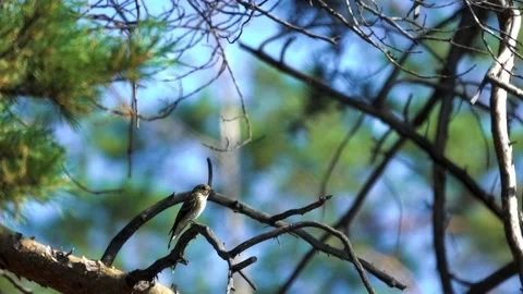 Asian brown flycatcher Stock Footage 223044411