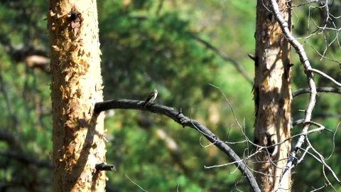 Asian brown flycatcher Video stock 223044780