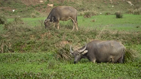 Asian buffalo grazing Stock Footage 73315083