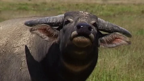 Asian buffalo head Stock Footage 124708885
