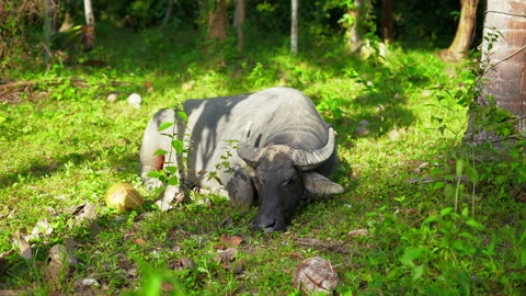 Asian buffalo as it rests in the lush grasslands Stock Footage 235302264