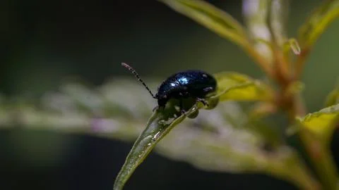 Asian Bug Resting on the Top Leaf: Macro Perspective Stock Photos