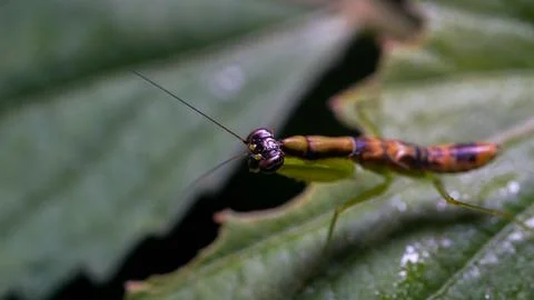 Asian Bug Resting on the Top Leaf: Macro Perspective Stock Photos