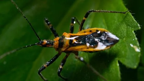 Asian Bug Resting on the Top Leaf: Macro Perspective Stock Photos