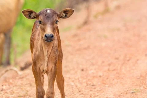 Asian Calf Stock Photos