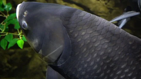 Asian carp in tank Stock-Footage 103110136