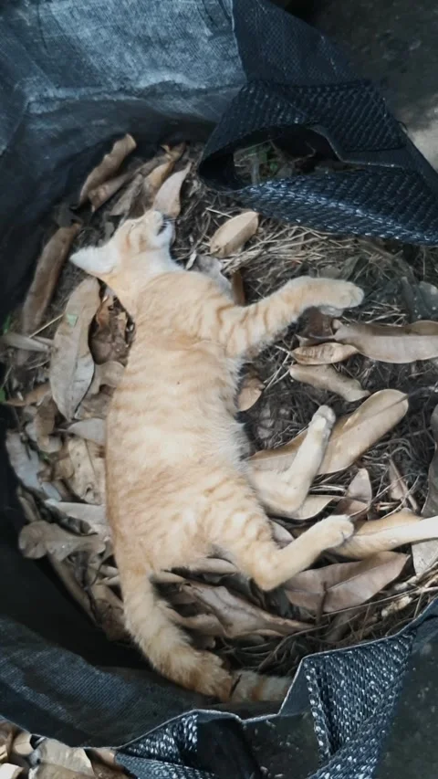 Asian Cat, Dead Young Stock Footage 332571621