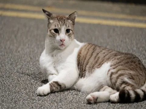 Asian  cat Video stock 70528065