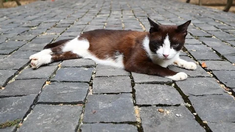 Asian cat lying down turning face to the camera. Stock Footage 118104576
