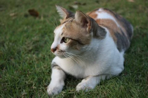 Asian cats Stock Photos