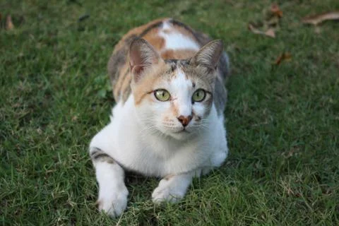 Asian cats Stock Photos