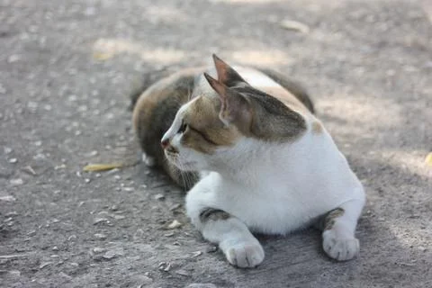 Asian cats Stock Photos