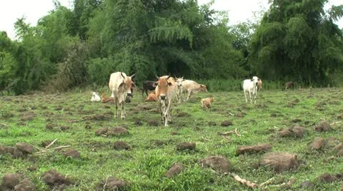 Asian Cattle Walking Towards Camera 스톡 동영상 10945673
