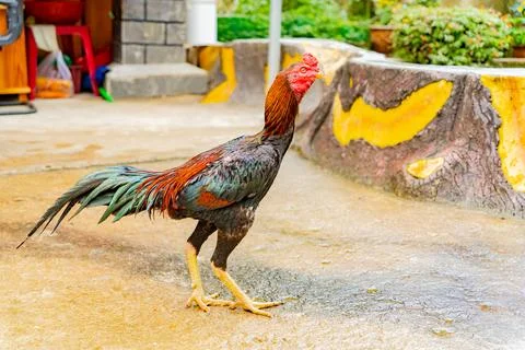 Asian chicken. Stock Photos