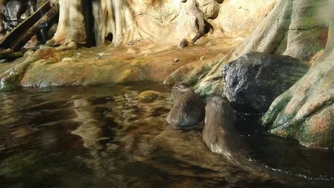 Asian clawless otters Stock Footage 115050929