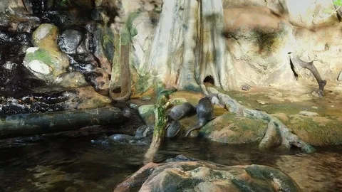 Asian clawless otters. Small-clawed otters plays. Zoo Stock Footage 115050801