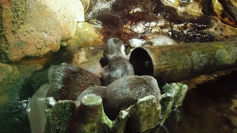 Asian clawless otters. Small-clawed otters play. Close up. Public aquarium Stock Footage 115050839