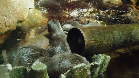Asian clawless otters. Small-clawed otters play with stone. Close up Stock Footage 115050925