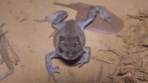Asian common toad Bufo melanostictus Stock Footage 336220276
