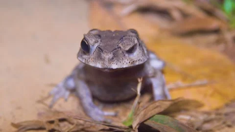 Asian common toad Bufo melanostictus Stock Footage 336220283