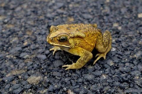 Asian common toad (Duttaphrynus) crossing road close-up Stock Photos