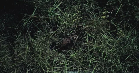 Asian Common Toad in a Jungle Environment 库存影片 283991469