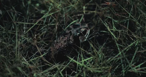 Asian Common Toad in a Jungle Environment Stock Footage 283991518