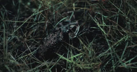 Asian Common Toad in a Jungle Environment 库存影片 283991572