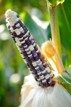 Asian corn Stock Photos