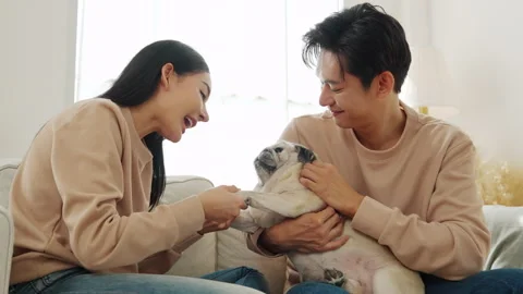 Asian couple lounging on the sofa while affectionately petting their pug, Stock Footage 303707403