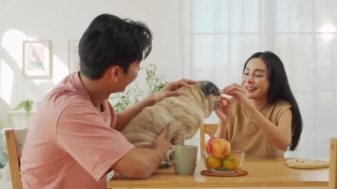Asian couple sitting at dining table petting a pug dog with joyful expressions, Stock Footage 303707003