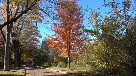 Asian Couple Walking Down Pathway In Park With Autumn Trees Stock Footage 121653569