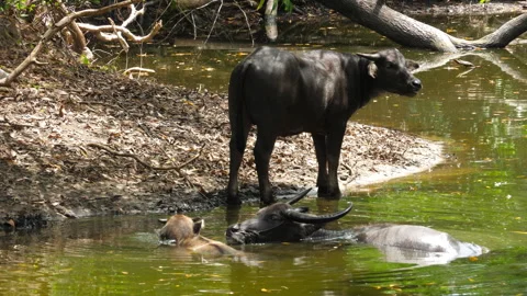 Asian cows chilling in the pond Video stock 243171246