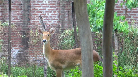Asian deer in attention position in its natural environment 스톡 동영상 38056121