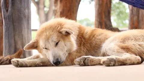 Asian Dog sleeping Stock-Footage 86714283